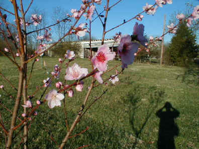 peach_blossom.jpg (63832 bytes)